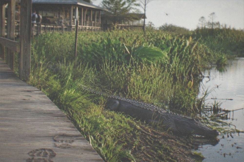 An alligator resting still at the water's edge beside green swamp vegetation