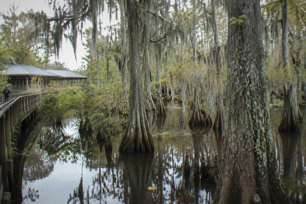Bald cypress trunks standing in dark still water with Spanish moss hanging from overhead branches