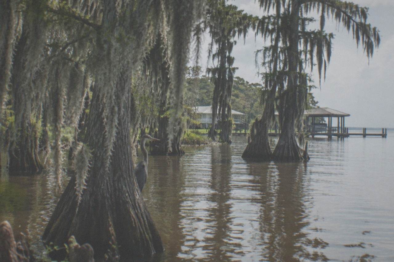 Slow brown water threading between bald cypress trunks draped in Spanish moss under a hazy sky