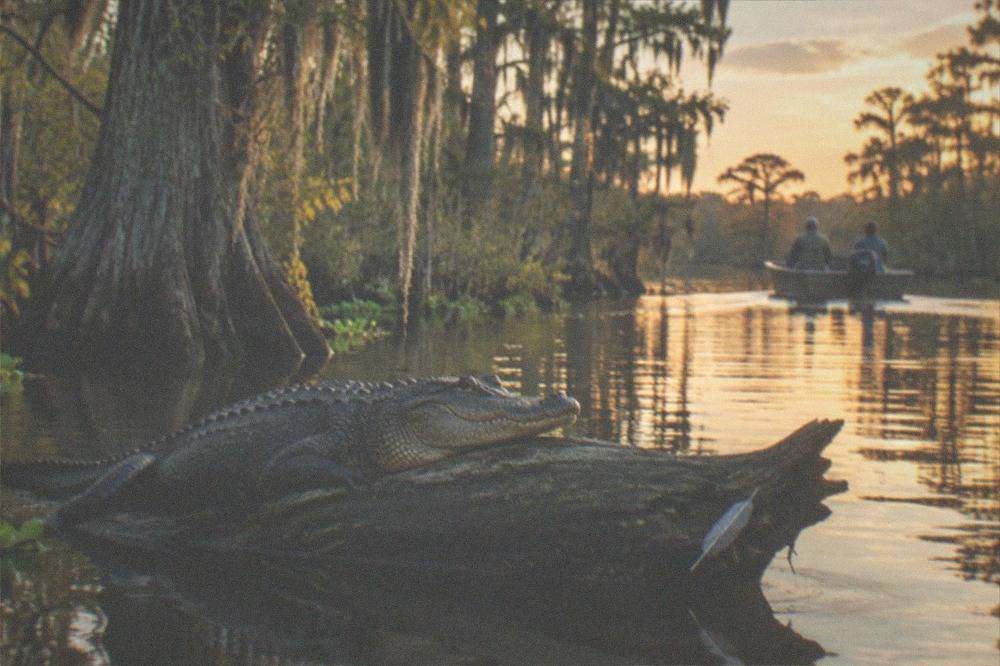 An alligator resting on a log in a swamp channel bordered by cypress trees