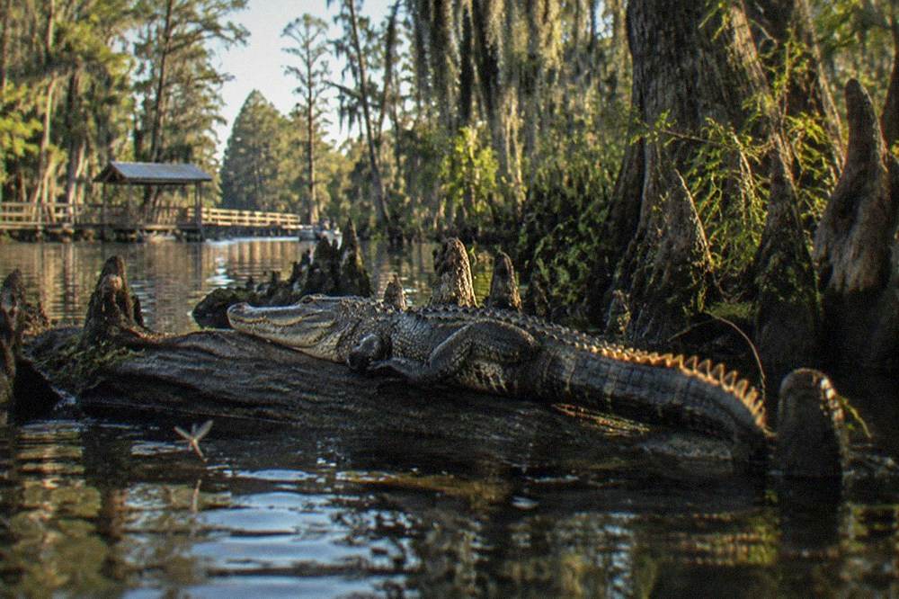 an alligator resting on a log in a dark swamp channel with cypress knees at the waterline