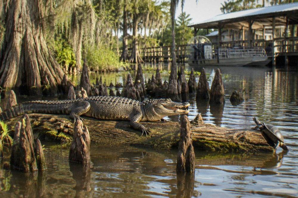 An alligator resting on a floating log in dark swamp water surrounded by cypress knees