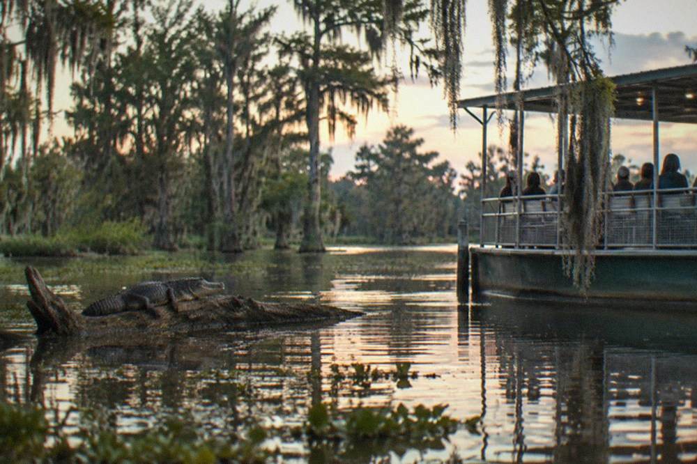 An alligator resting on a log beside a slow-moving covered swamp boat