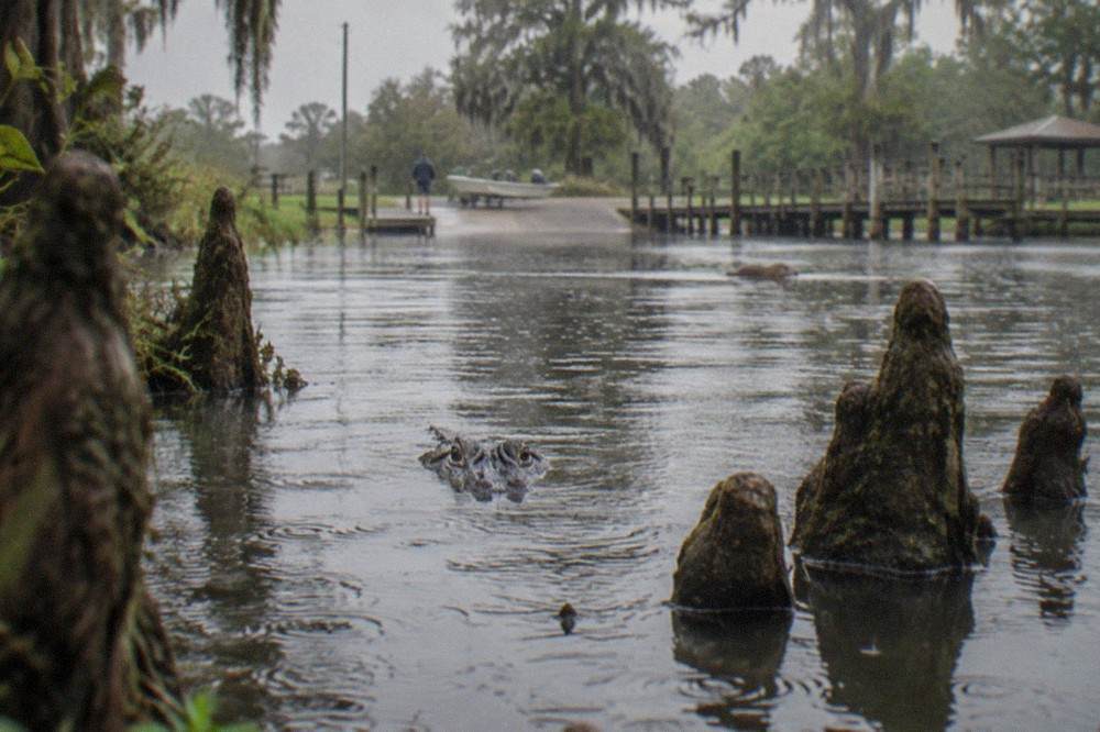 A broad-snouted American alligator floating with just its eyes above dark swamp water