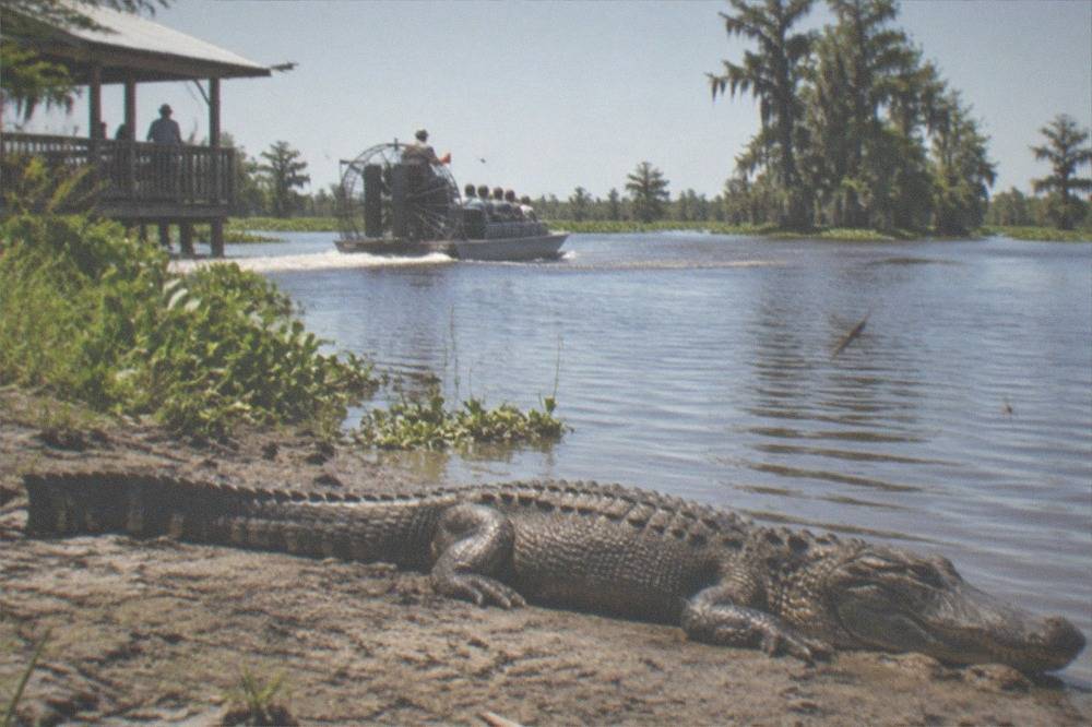 An alligator basking on a mud bank in full sun along a swamp waterway