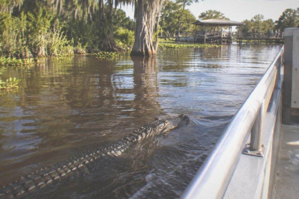 An alligator swimming alongside a slow-moving swamp tour boat in dark water