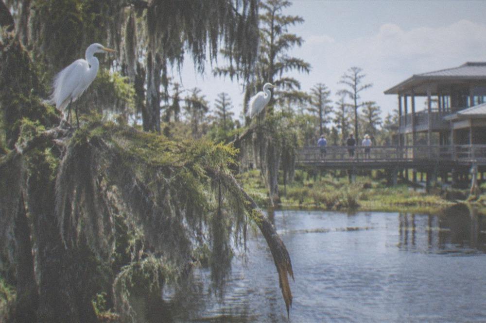 A flooded cypress swamp with egrets perched on branches above dark water
