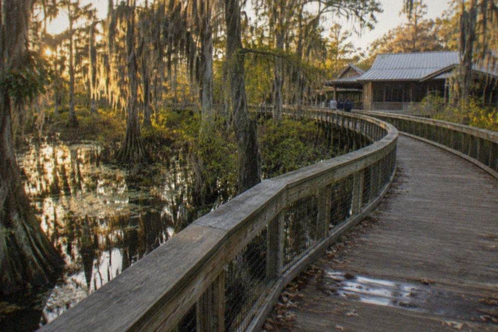 Wooden boardwalk curving through dense cypress swamp with hanging Spanish moss