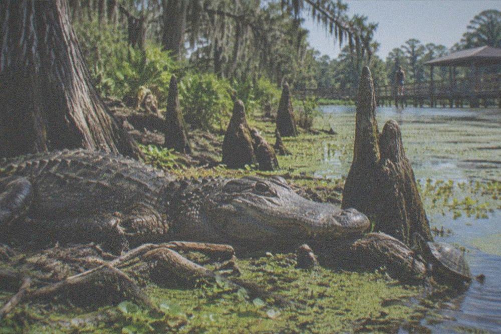 Alligator resting at the water's edge among duckweed and cypress roots