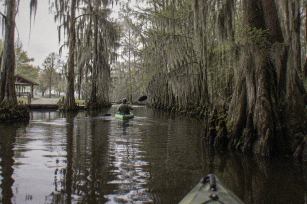 A narrow waterway through dense cypress trees with hanging moss and still dark water