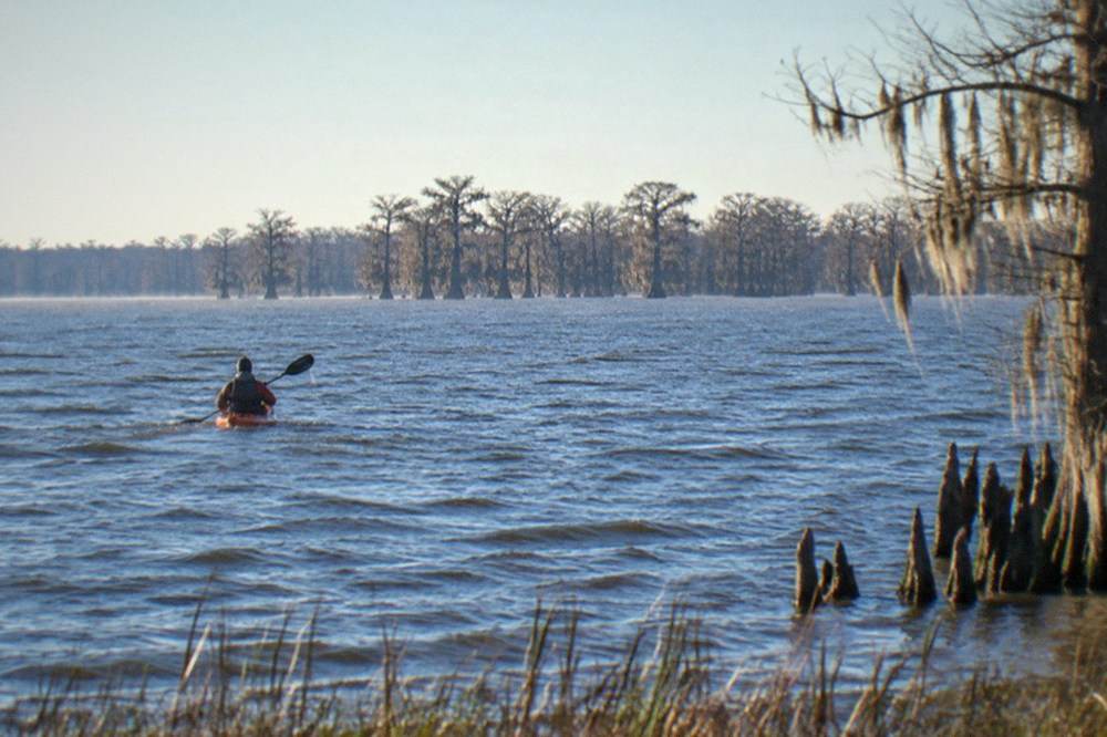 An open kayaker paddling across a wide swamp lake toward a line of cypress trees