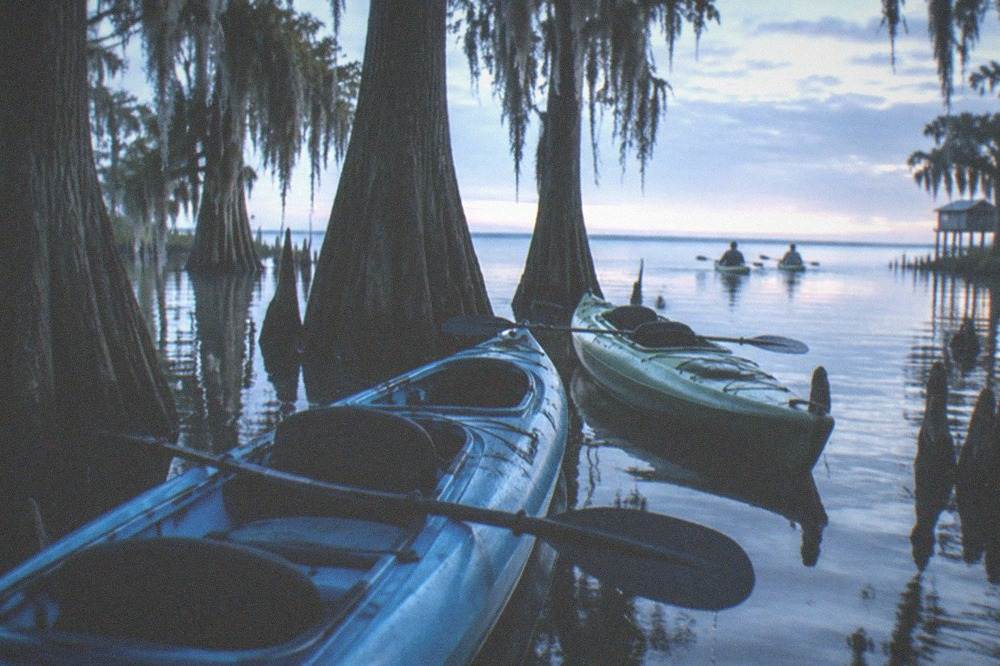 Tandem kayaks floating among bald cypress trunks in still swamp water