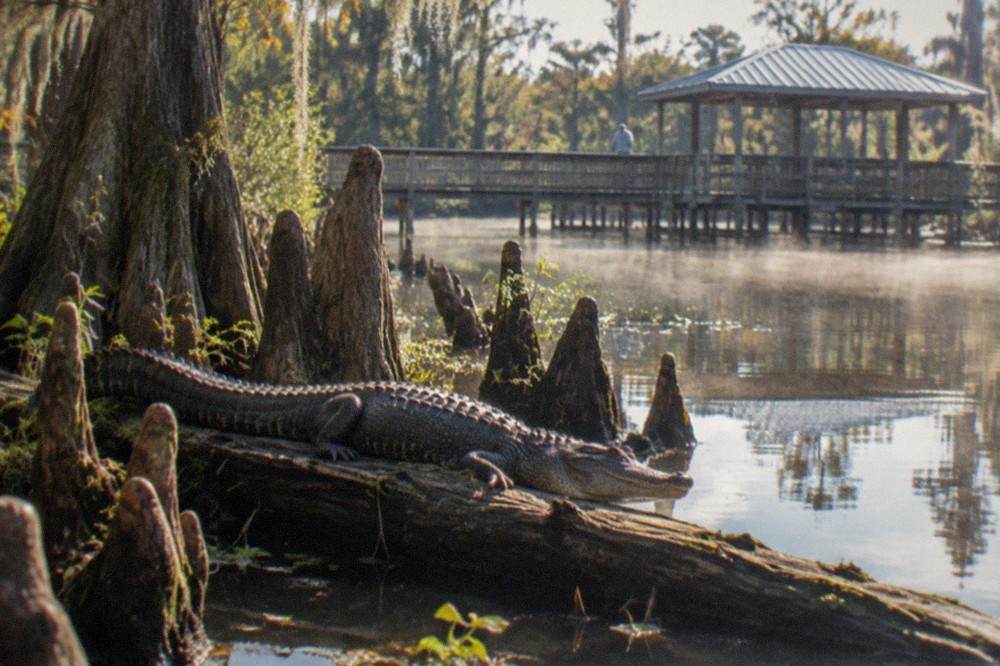An alligator resting on a log at the edge of dark swamp water surrounded by cypress knees