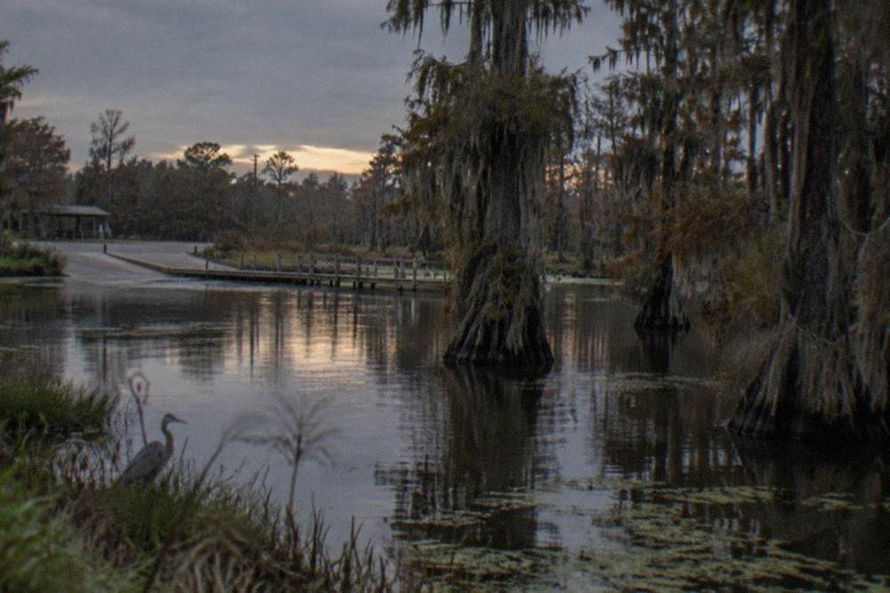 Cypress trees with Spanish moss standing in still dark swamp water
