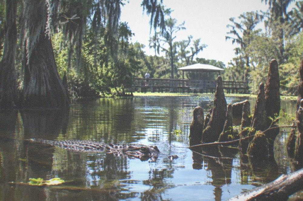 An alligator resting at the surface of dark swamp water beside cypress knees