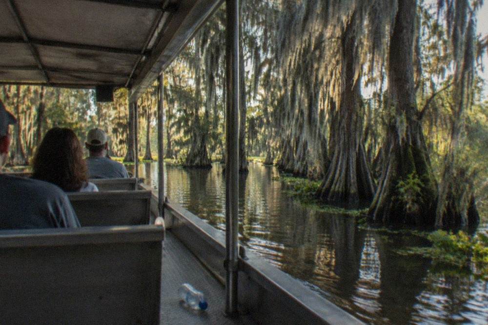 Covered swamp boat gliding between bald cypress trees draped with Spanish moss