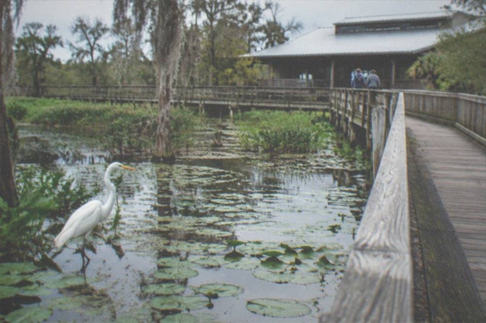 Great egret standing in shallow swamp water among lily pads