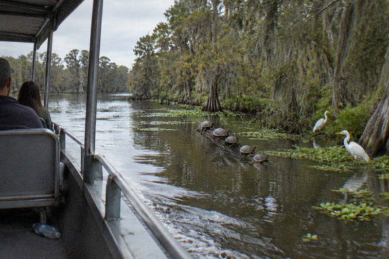 Covered bayou boat passing herons wading at the water's edge near New Orleans