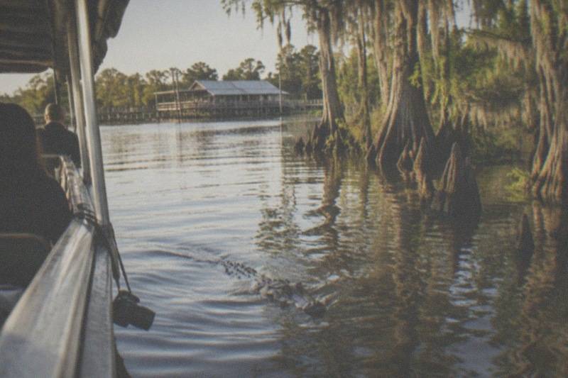 Alligator surfacing beside a swamp tour boat on a Louisiana bayou
